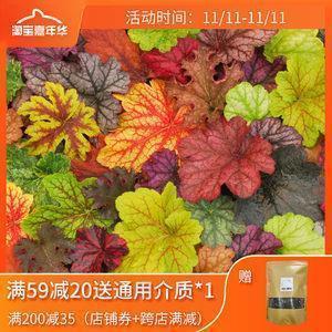 相看两不厌的唯美句子