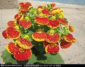 飞掣