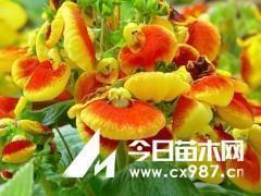 谎言的说说句子