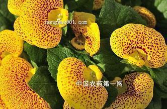 胡运