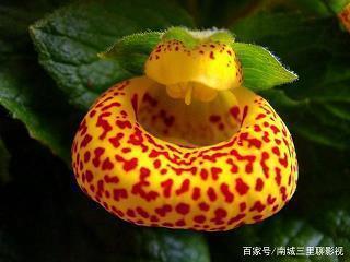 黍粽