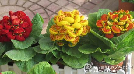 关于再见了母校的寄语