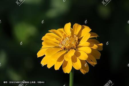 雨信