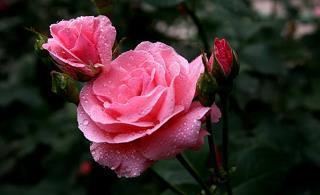 芒种发朋友圈说说14句