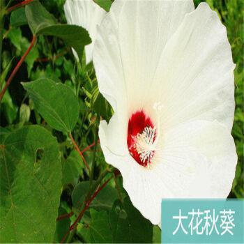 生活中的哲理：赞扬的艺术