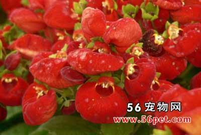 好佚恶劳