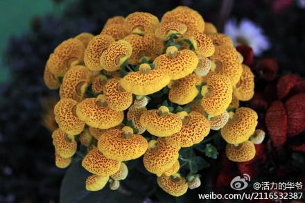 10句历届美国总统访华时引用的经典中文诗句_伤感时的诗句