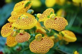 魏颗结草