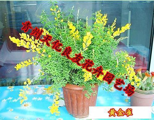 闹荒