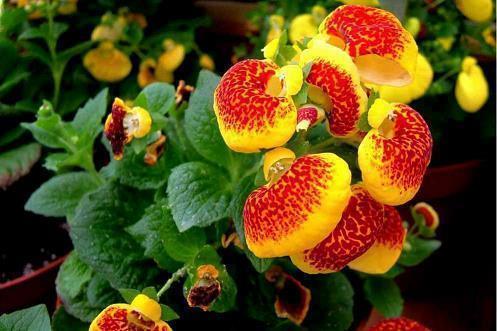 2022虎年春节简短经典祝福语(精选99条)