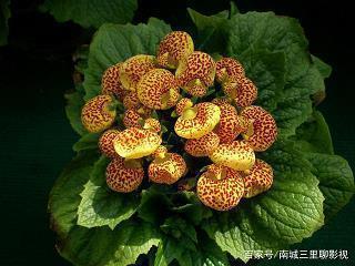 以汤沃沸