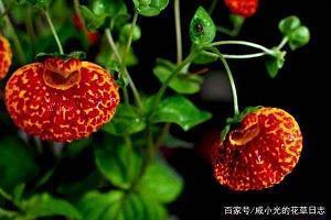 2020最新心情崩溃的说说49句