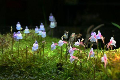 情人节留言短句