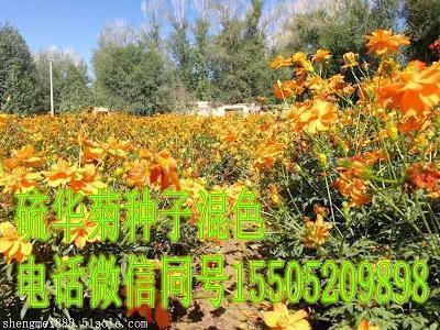 中国人寿格言 中国人寿个人人生格言