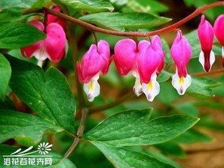 陈独秀生平故事