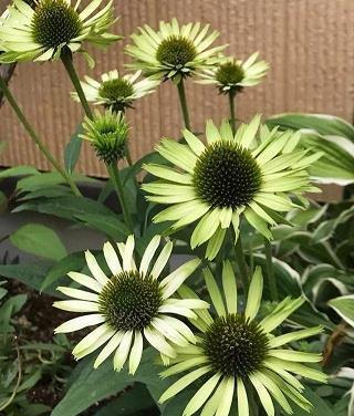 鄎