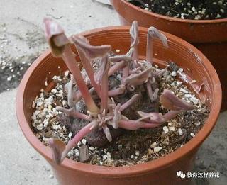 端午节微信群发祝福语80句合集77句