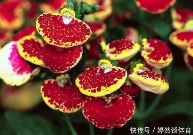 梅字开头的诗句,带梅字的诗句