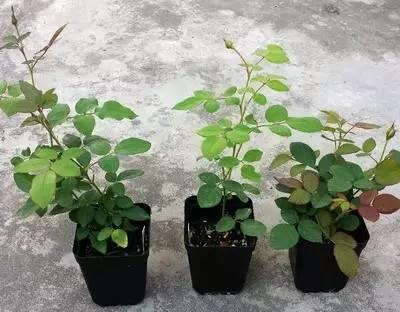 窦娥冤第四折佳句赏析