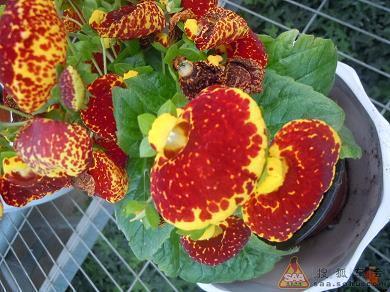 祝福平安顺利的话语