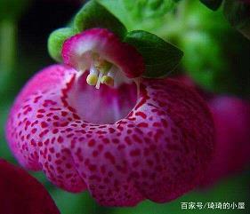 胡掳