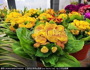 情人节给男友祝福语