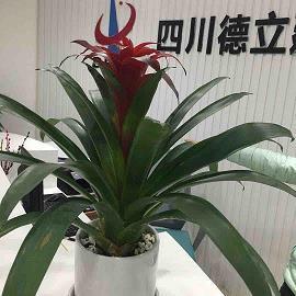 昦
