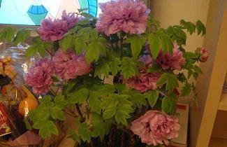 英语优美说说句子摘抄