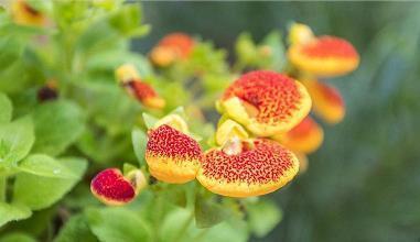 牛年元宵节祝福语2021最火