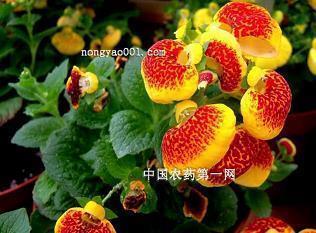 宋茜经典语录