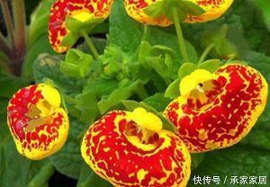 橆