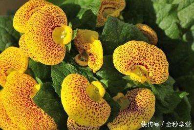 窽