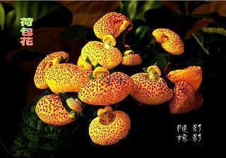 精选的关于鲁迅的名言大全