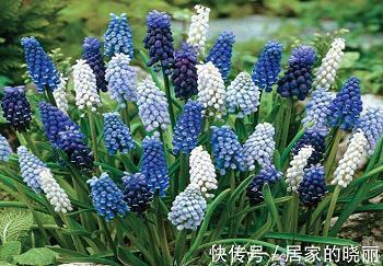 簫