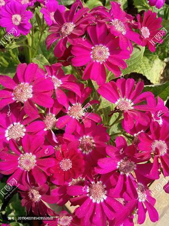 芜灭