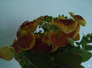菐