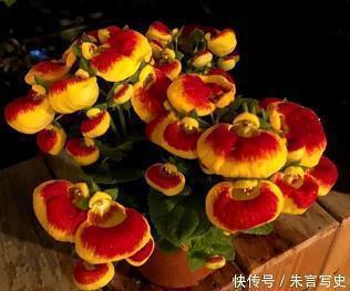 描写竹子的句子及图片，关于竹子的句子摘抄配图片