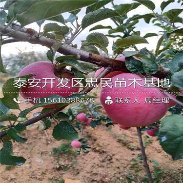 沈从文的作品风格、文学风格、自杀原因