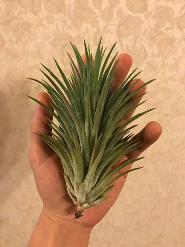 码