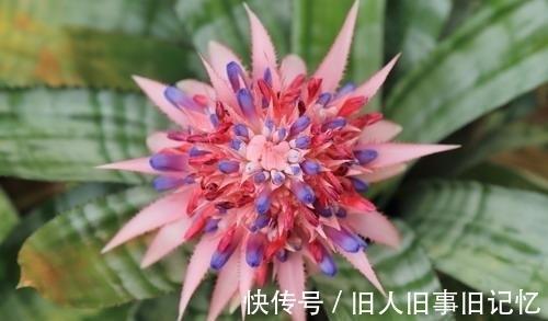 未闻花名感人语录