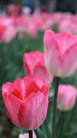 平安夜情侣祝福语大全