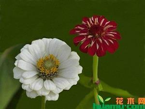 垌