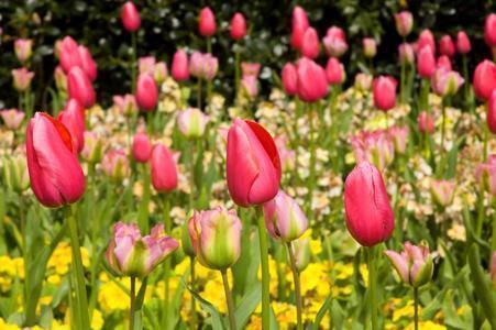 名人名言书犹药也98条