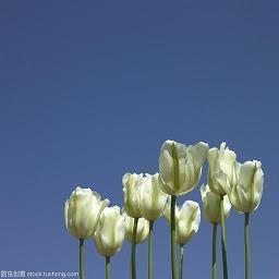眴