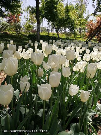 形容月亮的句子