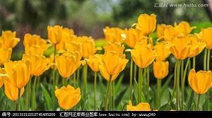 朝蝇暮蚊