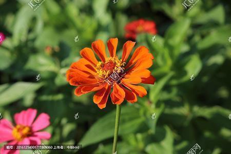 感恩节祝福语简短大全