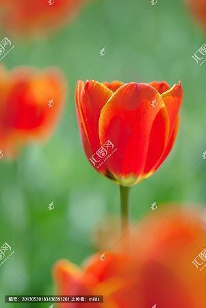 芪