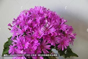 高夐