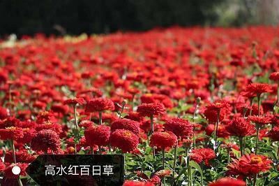 歌颂教师的名言 赞美教师奉献名言名句